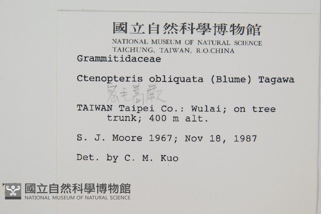 密毛蒿蕨藏品圖，第2張