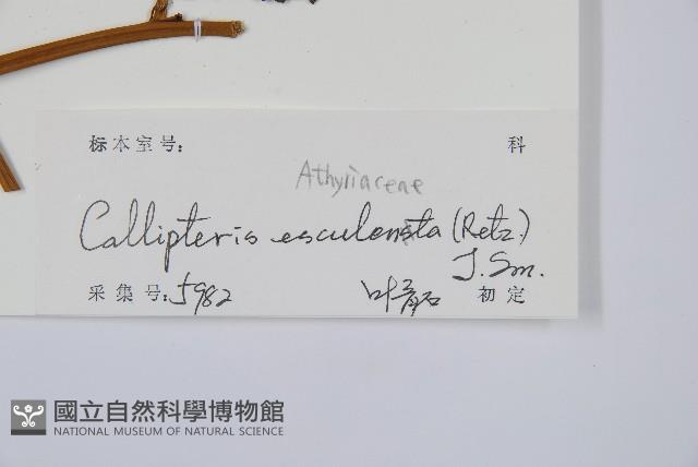 菜蕨藏品圖，第2張