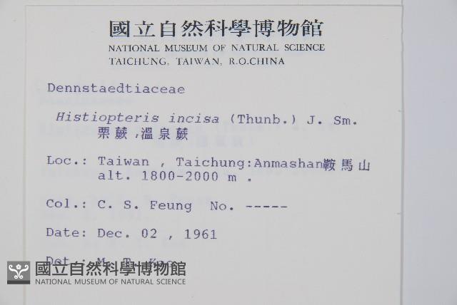 栗蕨藏品圖，第2張