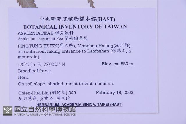 蘭嶼鐵角蕨藏品圖，第2張