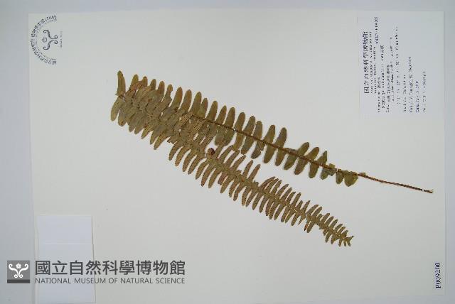 腎蕨藏品圖，第1張