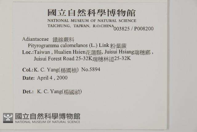 粉葉蕨藏品圖，第2張