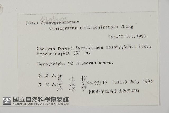 南嶺鳳丫蕨藏品圖，第5張