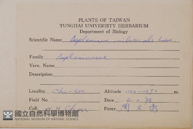 單邊鐵角蕨藏品圖，第2張