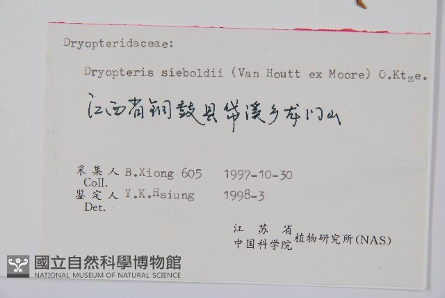 奇數鱗毛蕨藏品圖，第2張
