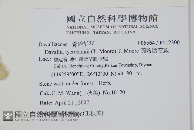 圓蓋陰石蕨藏品圖，第5張