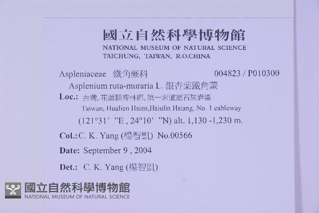 銀杏葉鐵角蕨藏品圖，第2張