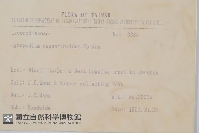 木賊葉石松藏品圖，第2張