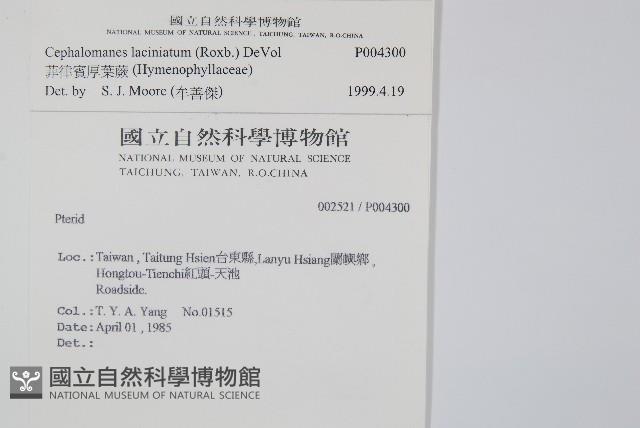 菲律賓厚葉蕨藏品圖，第2張