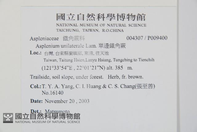 單邊鐵角蕨藏品圖，第2張