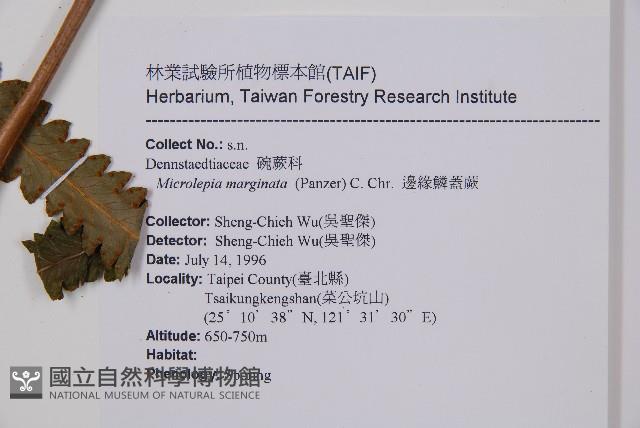 邊緣鱗蓋蕨藏品圖，第2張