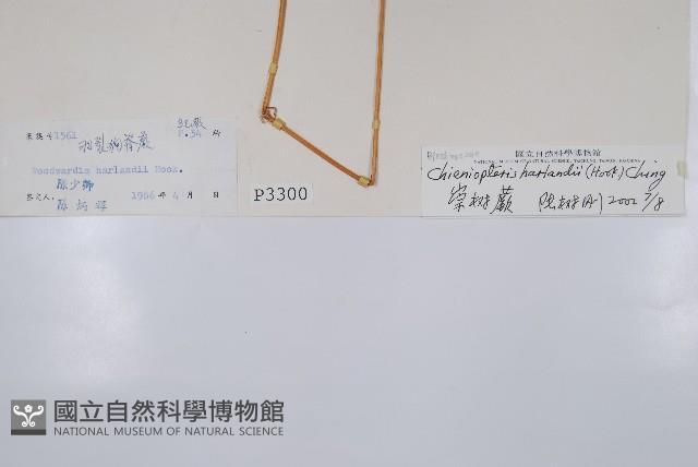 崇澍蕨藏品圖，第2張