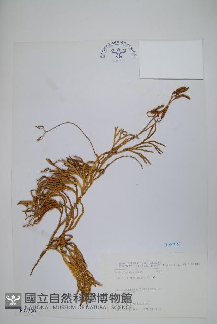 地刷子藏品圖，第1張