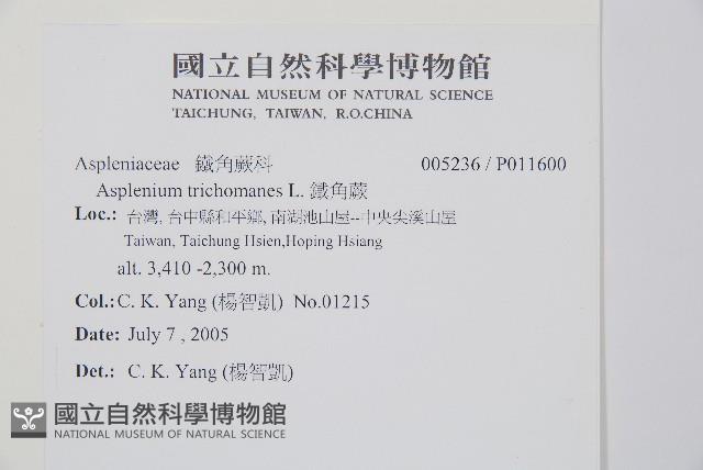 鐵角蕨藏品圖，第2張