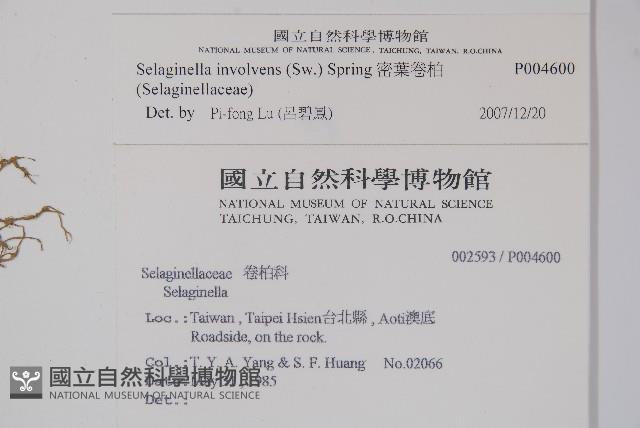 異葉卷柏藏品圖，第2張