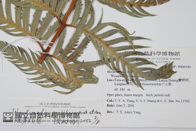 東方狗脊蕨藏品圖，第2張