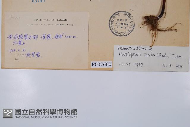 栗蕨藏品圖，第2張