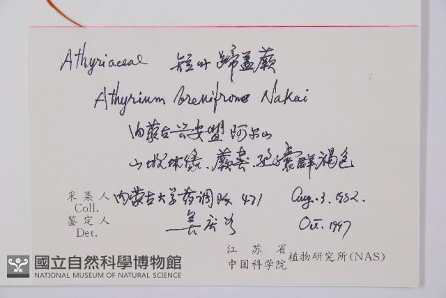 短葉蹄蓋蕨藏品圖，第5張