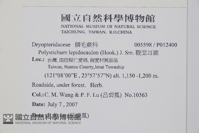 鞭葉耳蕨藏品圖，第2張