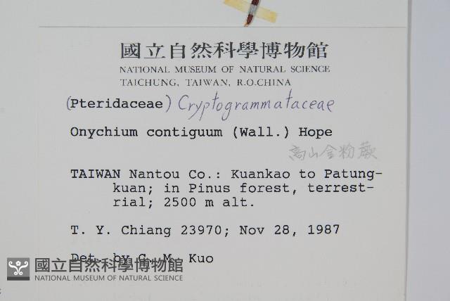 高山金粉蕨藏品圖，第2張