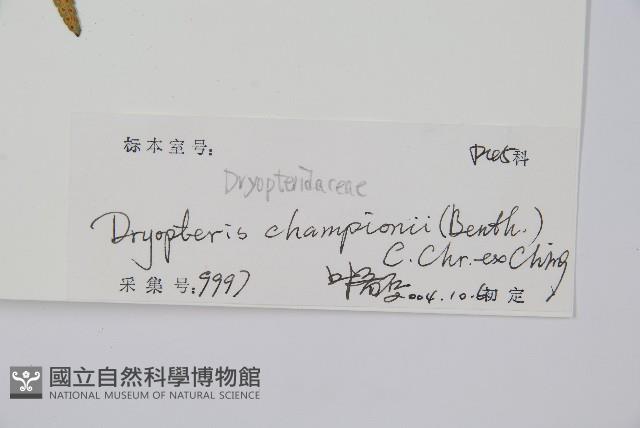 闊鱗鱗毛蕨藏品圖，第2張