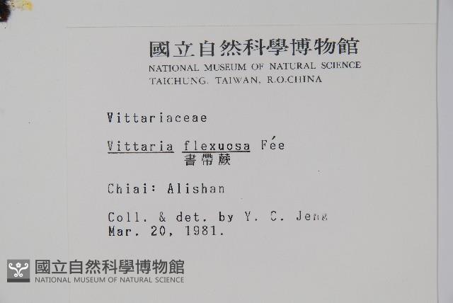 書帶蕨藏品圖，第2張