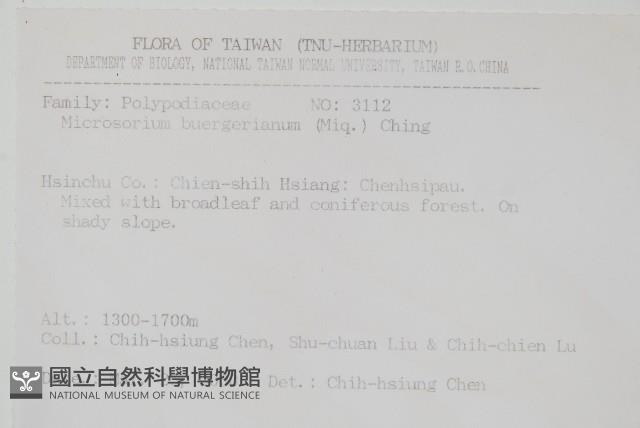 波氏星蕨藏品圖，第2張