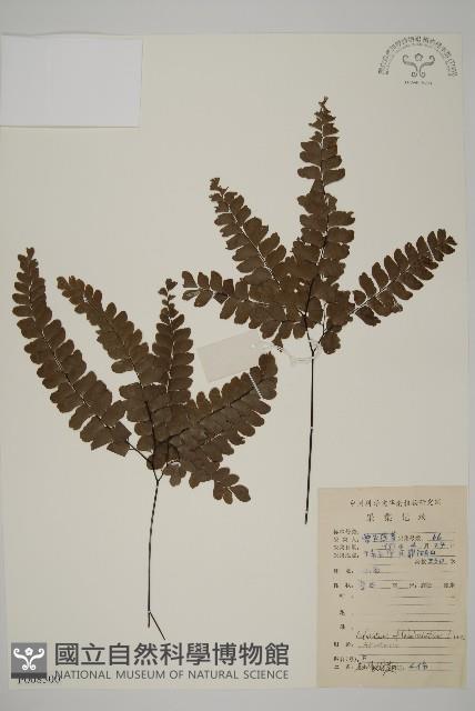 扇葉鐵線蕨藏品圖，第1張