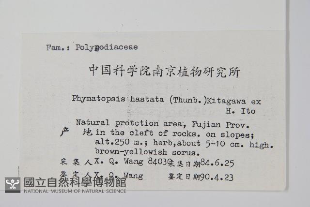 金雞腳藏品圖，第2張