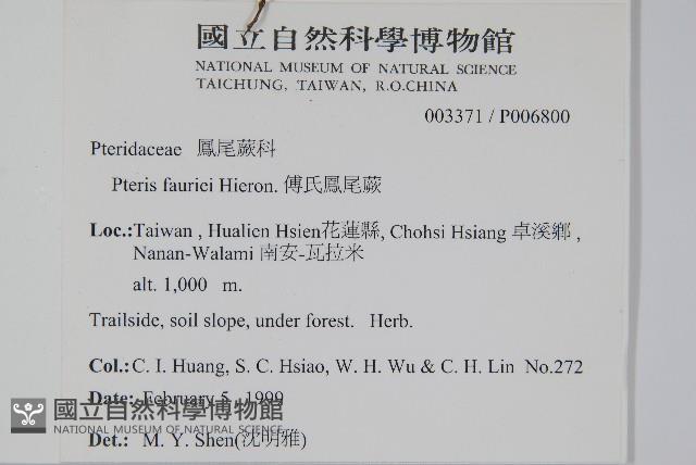 傅氏鳳尾蕨藏品圖，第2張
