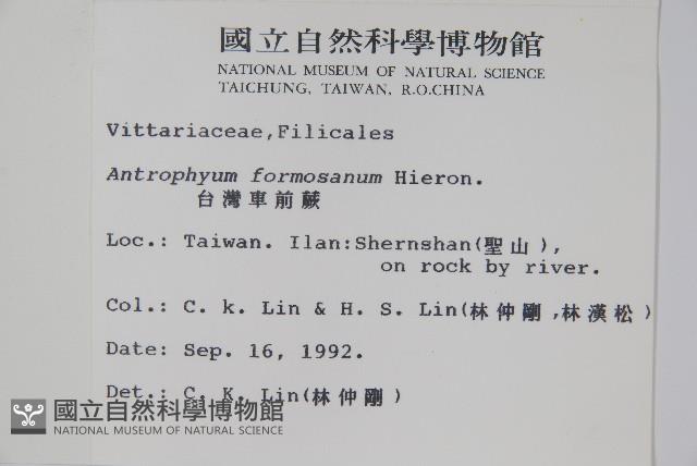 臺灣車前蕨藏品圖，第2張