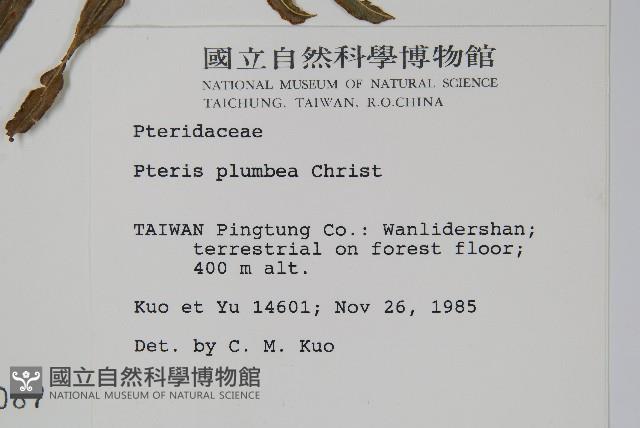 廣東鳳尾蕨、栗柄鳳尾蕨藏品圖，第2張