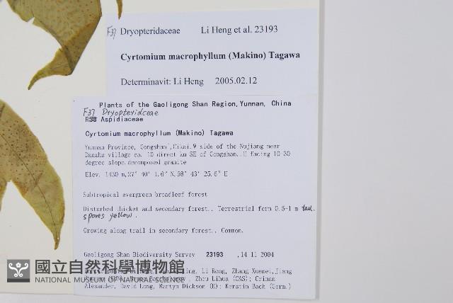 尖葉貫眾蕨藏品圖，第2張