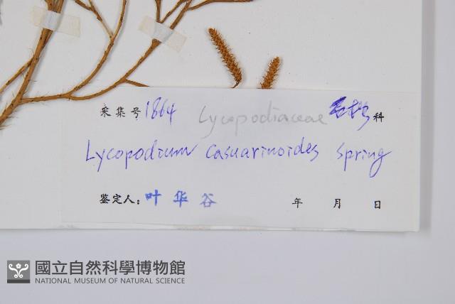 木賊葉石松藏品圖，第2張