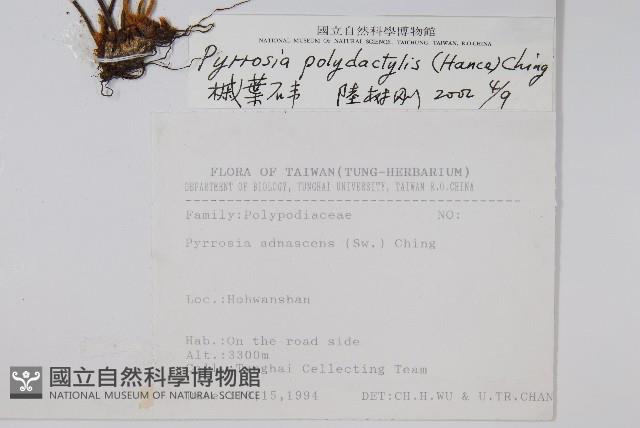 槭葉石葦藏品圖，第2張