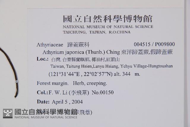 東洋蹄蓋蕨、假蹄蓋蕨藏品圖，第2張