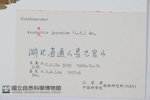 日本狗脊蕨藏品圖，第2張