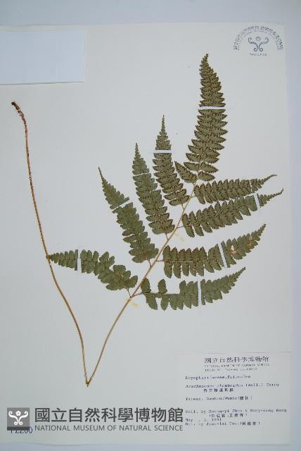 斜方複葉耳蕨藏品圖，第1張