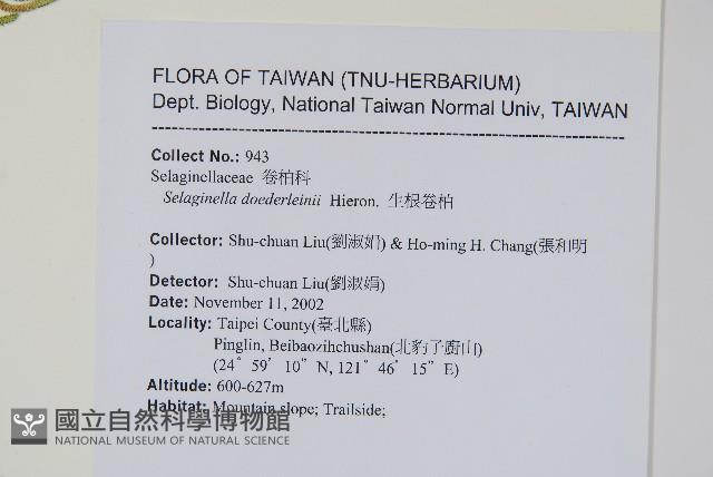 生根卷柏藏品圖，第2張