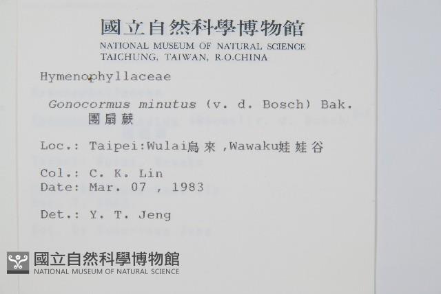 團扇蕨藏品圖，第2張