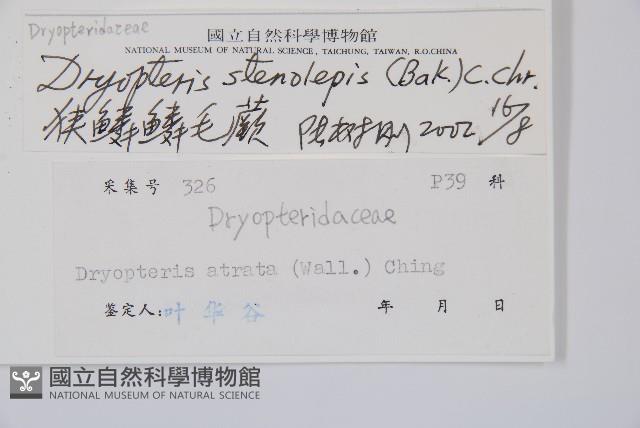 狹鱗鱗毛蕨藏品圖，第2張