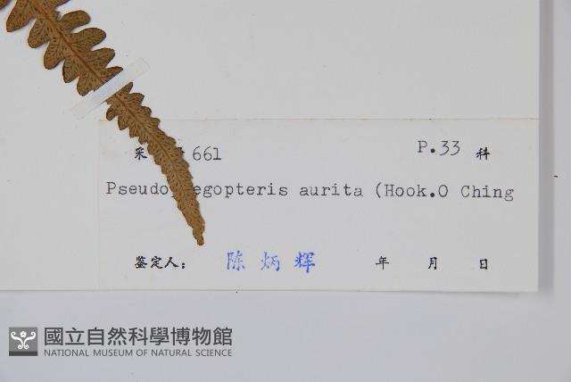 耳羽紫柄蕨藏品圖，第2張