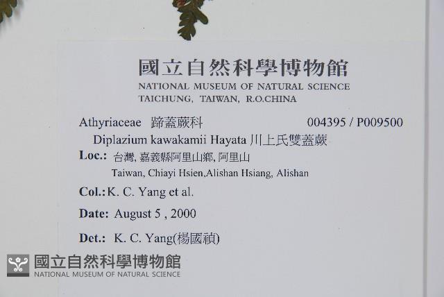 川上氏雙蓋蕨藏品圖，第2張