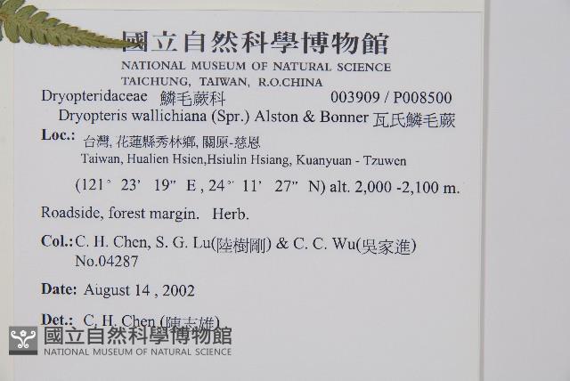 瓦氏鱗毛蕨藏品圖，第2張