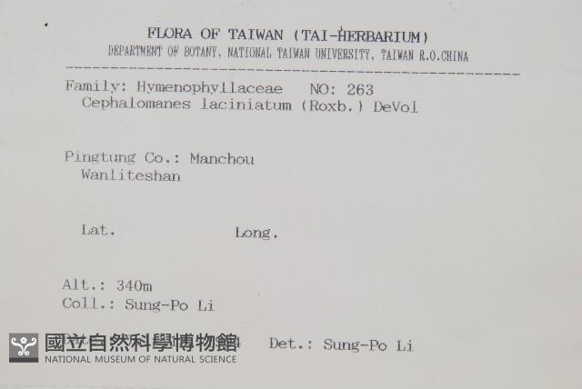 菲律賓厚葉蕨藏品圖，第2張