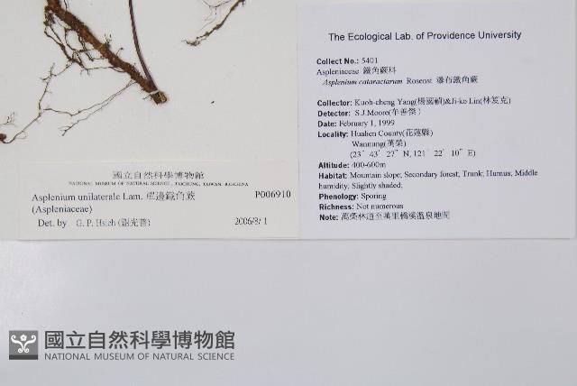 單邊鐵角蕨藏品圖，第2張