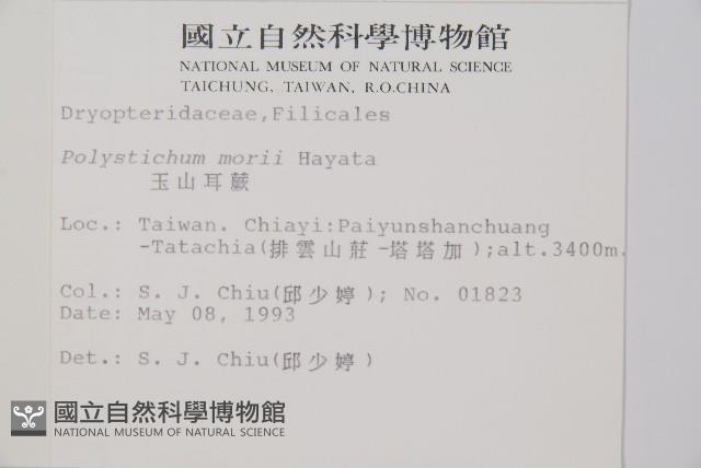 玉山耳蕨藏品圖，第2張