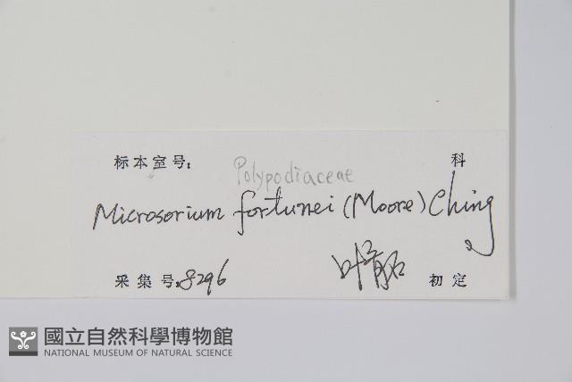 大星蕨藏品圖，第2張