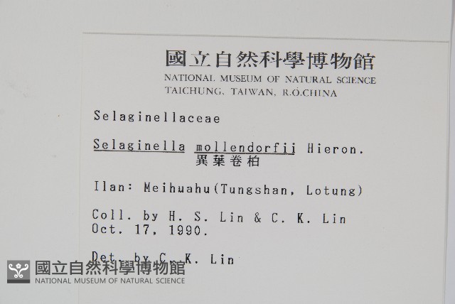 異葉卷柏藏品圖，第2張
