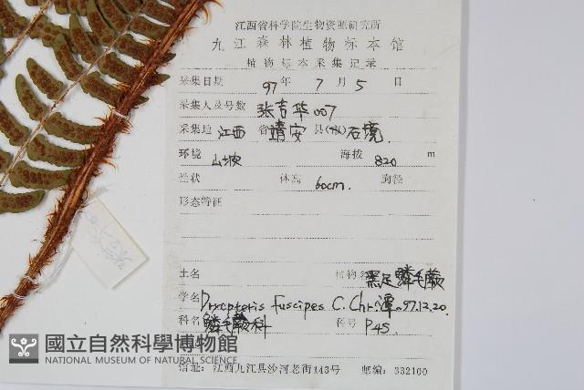 黑足鱗毛蕨藏品圖，第2張